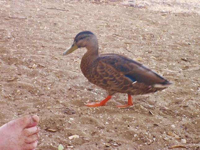 Deliberately over-saturated proof of the company I kept, for a while. It wasn't actually the duck, but might as well have been. 