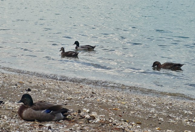 Ducks at French Bay on April 2 2014